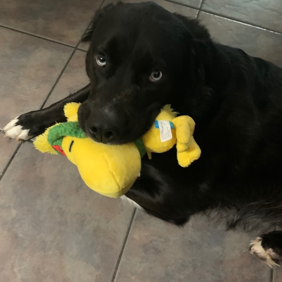 Meet your Posher, Anitra - Picture 2 of 2